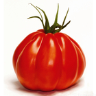 Plants de tomates 'Corazon' F1 bio : barquette de 6 plants